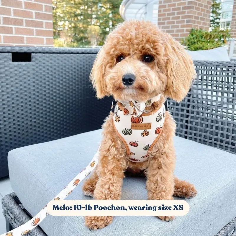 Pumpkin Flower Unbreakable Collar™ & Leash Set